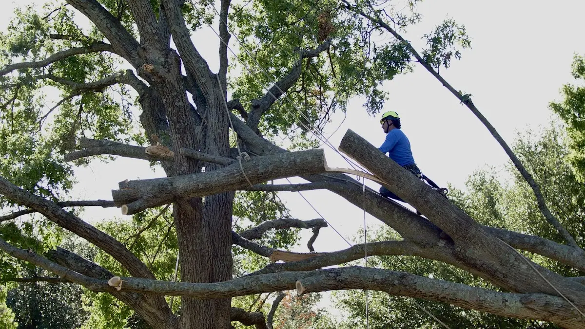 Professional Crown Thinning performed by certified arborists in Coburn