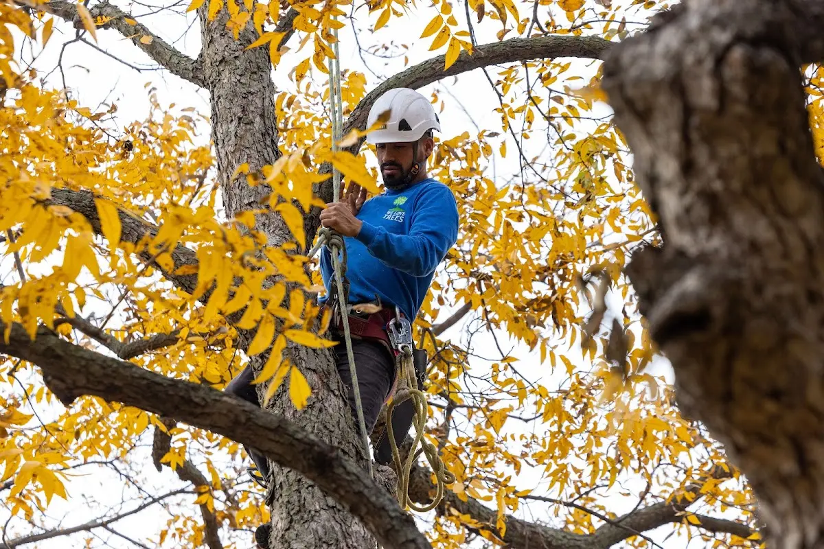 Skilled Tree Trimming crew working in Coburn