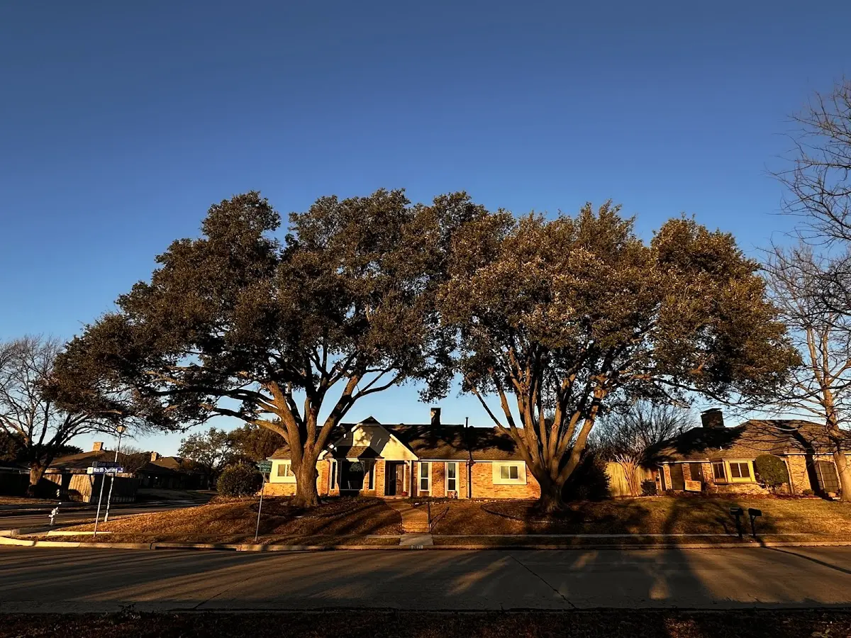 Established residential canopy tree shading a home in Coburn